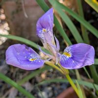 カンザキアヤメ,カンザキアヤメ,開花,ガーデニング,癒し…♡の画像