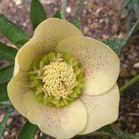 クリスマスローズ,クリスマスローズ,クリスマスローズ,ガーデニング,山野草の画像