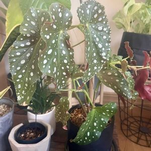 木立ベゴニア,ベゴニア マクラータ,木立性ベゴニア　北斗七星　Hokutoshichisei,観葉植物,植え替えの画像