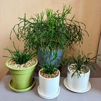 リプサリス,観葉植物,リビング・ダイニングの画像