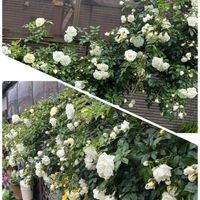 つるバラ...,つるバラの画像