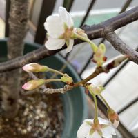 サクランボ,iPhone撮影,植物大好き,今日も笑顔で♡,平和を願う☆の画像