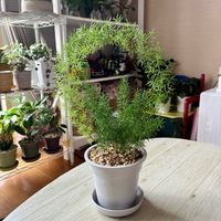 アスパラガス,アスパラガス(メイリー),観葉植物,リビング・ダイニングの画像