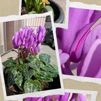 ヒヤシンス,レースラベンダー,ハナカイドウ,土曜日は紫の花,愛しの紫の画像