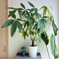 パキラ,パキラ,100均のパキラ,100均のパキラ,観葉植物の画像