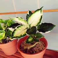 ディフェンバキア,デヘンバキア,ディフェンバキア・クールビューティ,デヘンバキア クールビューティ,デヘンバキアクールビューティーの画像