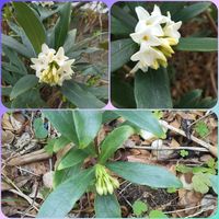アオキ,ツルニチニチソウ,ヒイラギナンテン,ユキヤナギ,沈丁花の画像