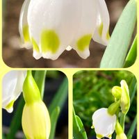 スノーフレーク,朧月,葉牡丹,ビオラ,ヤマトヒメの画像