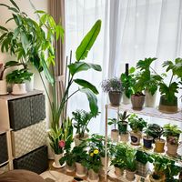 ガーベラ,シェフレラ,パキラ,フィロデンドロン・セローム,ヘデラの画像