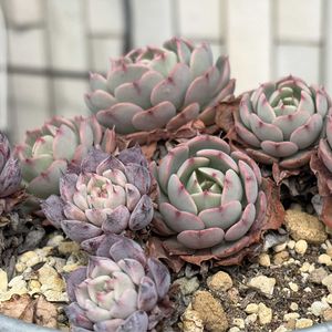 沙羅姫牡丹,平和を願う☆の画像