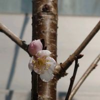 さくらんぼ,種まき,軒下,プランター栽培,家庭菜園の画像