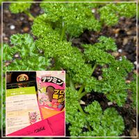 パセリ,パセリ,花のある暮らし,植物好き,PRの画像