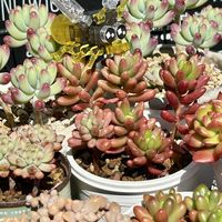 多肉植物,紅葉する多肉,❤️いいね、ありがとう,神奈川県,つぶつぶ多肉の画像