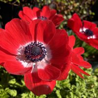 レースラベンダー,ラナンキュラス　ラックス,ありがとう❤️, アネモネ,おうち園芸の画像