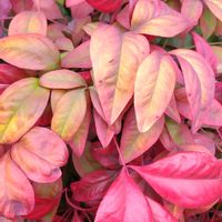 オタフクナンテンの画像