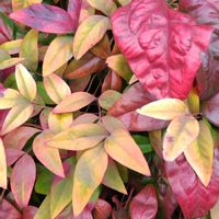 オタフクナンテンの画像