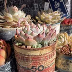 七福神,桃太郎,多肉植物,リメ缶,七福神の日の画像