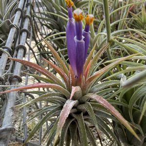 チランジア,イオナンタ,エアプランツの画像