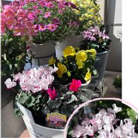 よく咲くスミレ・ミルクセーキ,ボンザマーガレット,エリシマム スプリングパーティー,マックスマム 夕焼けレッド,イリュージアの画像