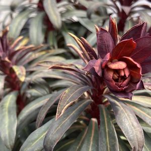 ユーフォルビア属,ユーフォルビア ブラックバード,庭の宿根草,草マルチ,雑草庭の画像