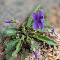 ハナニラ,シバザクラ,スミレ,ツルニチニチソウ,コスミレ？の画像