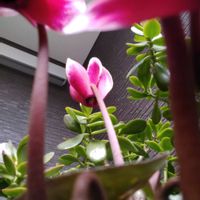 クリスマスローズ,ガーデンシクラメン,大文字草,いいね、コメントありがとうございます♡,花に癒されるの画像