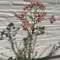 ライスフラワー,玄関アプローチの画像