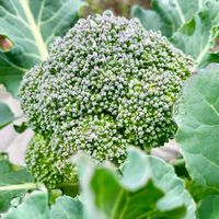 ブロッコリー,花のある暮らし,GSに感謝。,小さな畑,幸福の画像