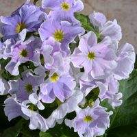 プリムラオブコニカ,雪国,新潟県,豪雪地帯,カナイスタイルの画像