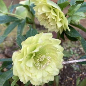 クリスマスローズ,地植え,ガーデニング,八重咲き,花のある暮らしの画像