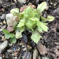 オレガノ,パンジー,葉牡丹,蝋梅,フキの画像