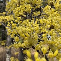 サンシュユ,シャガ,ボケ,乙女椿,エレモフィラ・ニベアの画像