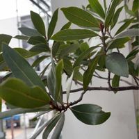 モッコクの画像