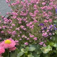 エリカ,ハーデンベルギア,寄せ植え,花のある暮らし,春のお花の画像