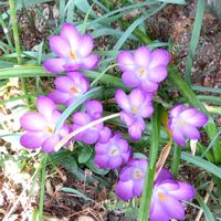 クロッカス,カンアオイ,クリスマスローズ　ダークの画像