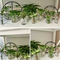 シンゴニウム,ヘデラ,ペペロミア,ポトス,ワイヤープランツの画像