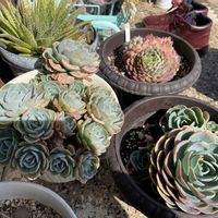 アロエ,エケベリア,多肉植物,玄関アプローチの画像