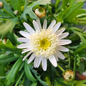 マルバ・パークロンデル,PW マーガレット　バニラボネット,鉢植え,明るい日陰,プランターの画像