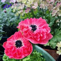 ニンジン,かぼちゃ,カツオ菜,ウインティー,プレミアムアネモネの画像