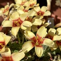 オキザリス,球根植物の画像