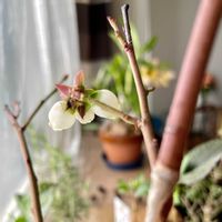 ブルーベリー,果樹,家庭菜園の画像