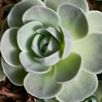 子持ち蓮華,病気に負けない,大好きな多肉植物,優しいお友達,ありがとう(^人^)の画像