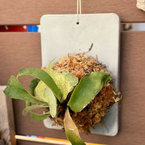 デンドロビウム,ビカクシダ レモイネイ,コウモリラン・ビカクシダ,ビルベルギア,ビカクシダ・ビーチーの画像