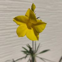 グラキリス,グラキリス,塊根植物,開花,成長記録の画像