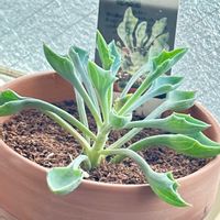 マサイの矢尻の画像