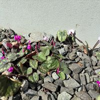 デンマークカクタス,原種シクラメン コウム,コウム 絞り咲,サイバーダンサー,地植えコウムの画像