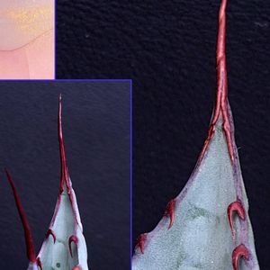 アガベ,アガベ 屈原の舞扇,アガベ 屈原の舞扇,アガベ・五色万代,アガベ 雷神の画像