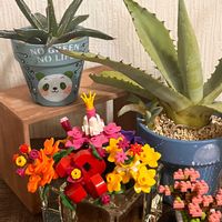 アガベ,アガベ,河津桜,アガベ　笹の雪,アガベ　笹の雪の画像