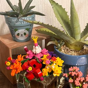 アガベ,アガベ,河津桜,アガベ　笹の雪,アガベ　笹の雪の画像