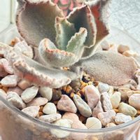 ファングの画像